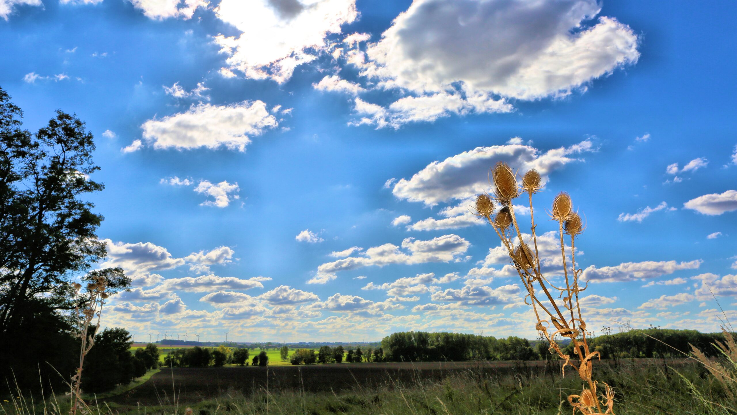 Effektfoto Natur