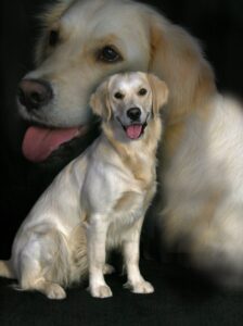 Hundefotografie im Studio