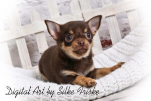 Hundefoto für Züchter