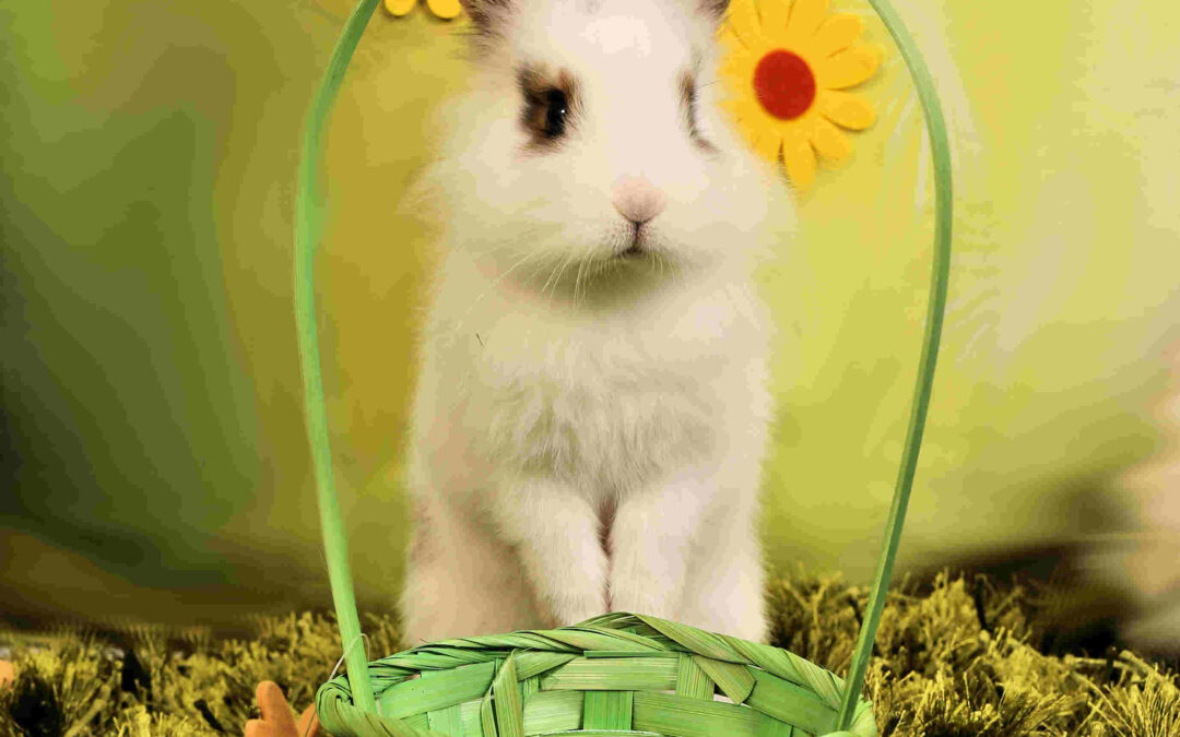 Schlauer Osterhase mit Körbchen