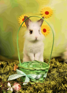 Schlauer Osterhase mit Körbchen